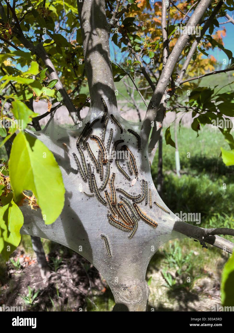 Tronc d'arbre recouvert de nombreuses chenilles de tente regroupées sur une toile sur l'écorce. Concept d'infestation de ravageurs de jardin montrant des larves affecti destructrices Banque D'Images