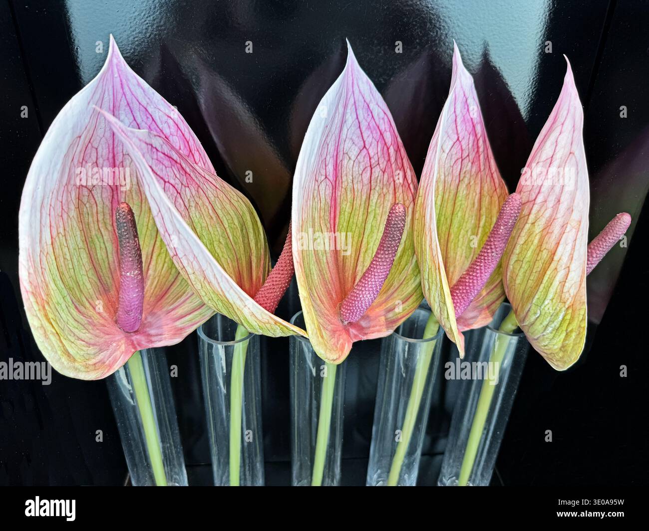 Une petite étude de nature morte de fausses fleurs dans des manchons en plastique sont disposées dans une petite vitrine. Banque D'Images