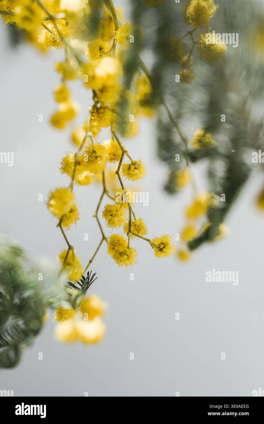 Fleurs de pompon mimosa et feuillage en douceur Banque D'Images