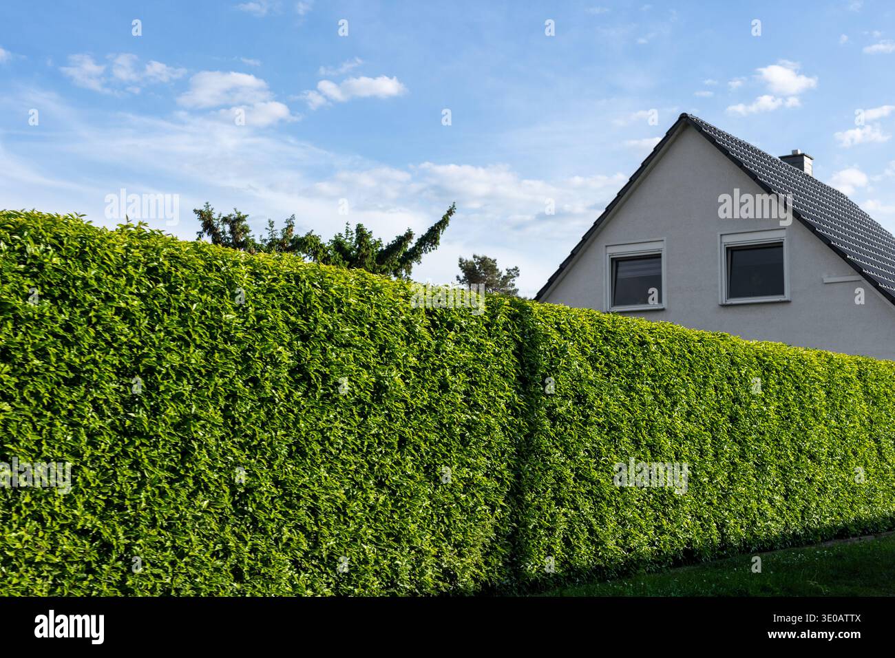 Haie verte dense barrière d'intimité naturelle de la propriété de banlieue fenêtres de toit derrière le feuillage. Ciel lumineux d'été taillé végétation calme résidentiel Banque D'Images