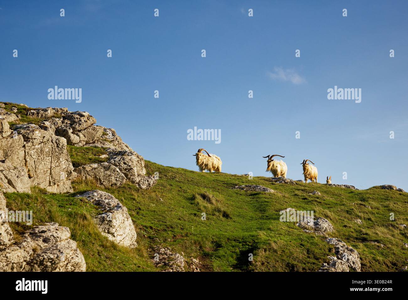Les chèvres sauvages aux manteaux blancs et aux longues cornes marchent en ligne les unes derrière les autres sur la crête de la colline rocheuse avec de l'herbe sous un ciel bleu, Great Orme. Banque D'Images