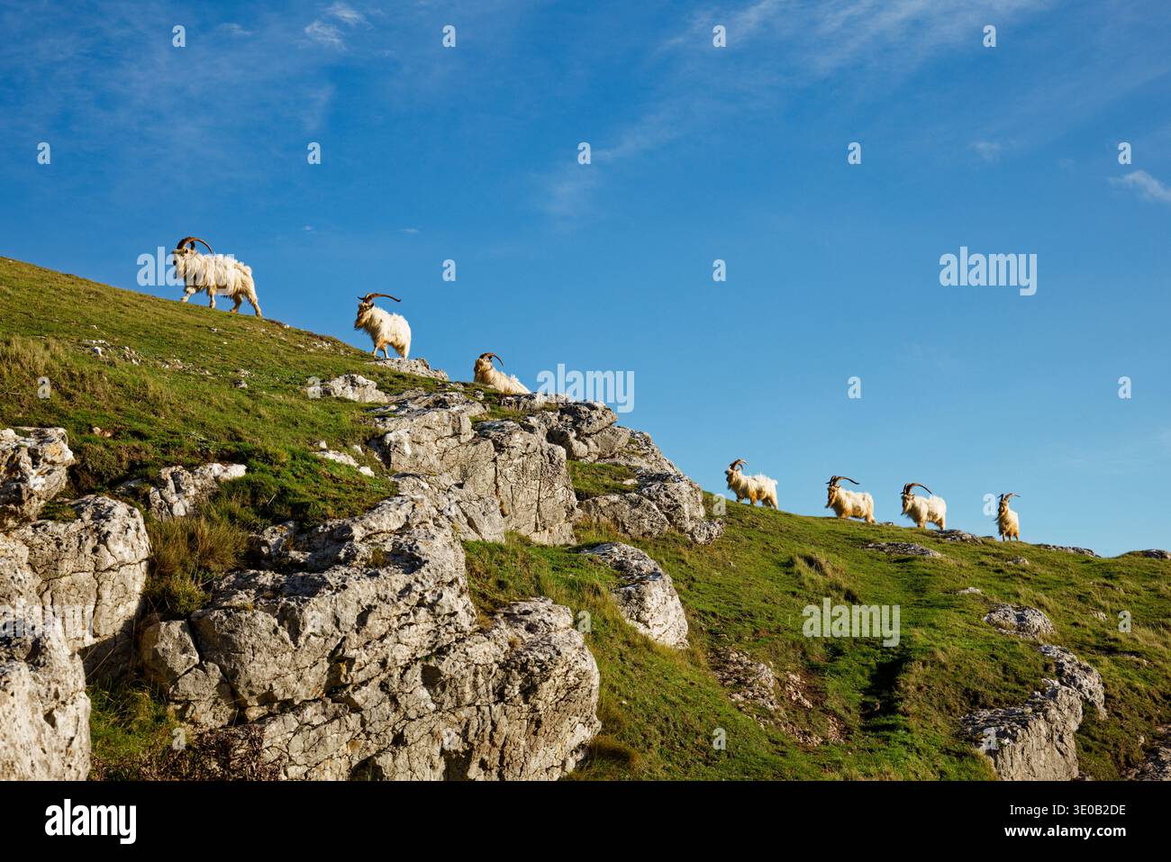 Les chèvres sauvages aux manteaux blancs et aux longues cornes marchent en ligne les unes derrière les autres sur la crête de la colline rocheuse avec de l'herbe sous un ciel bleu, Great Orme. Banque D'Images