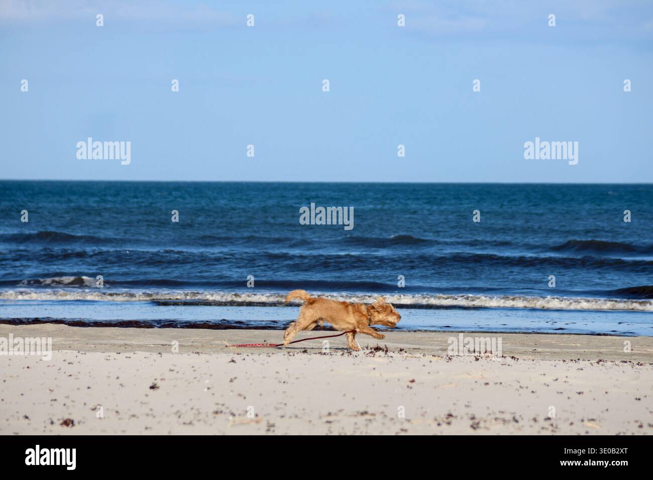 Petit chien courant le long de la plage de sable de la mer Baltique par une journée ensoleillée. Petit chien brun courant le long de la plage de sable de la mer avec des vagues et de l'eau bleue Banque D'Images