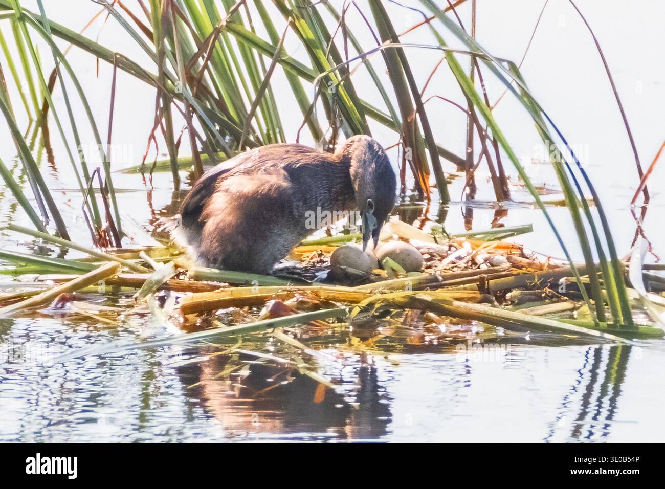 Grèbe à bec pied avec ses œufs en nid sur l'eau Banque D'Images
