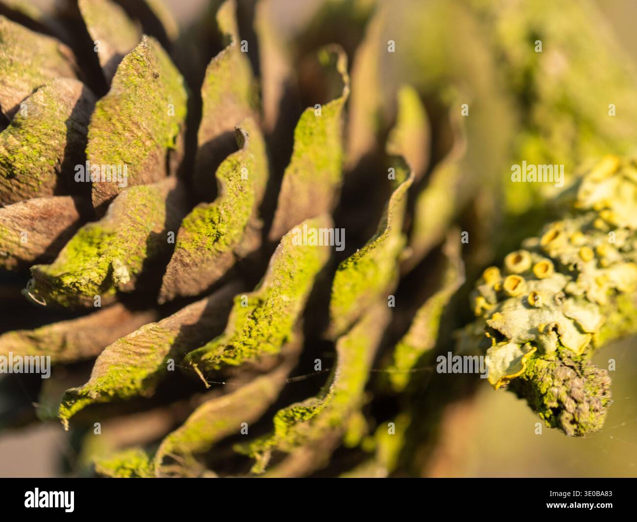 Gros plan d'une pomme de pin couverte de mousse avec lichen. La lumière du soleil met en valeur la texture et les tons verts naturels. Le point focal montre des échelles complexes et des gr organiques Banque D'Images