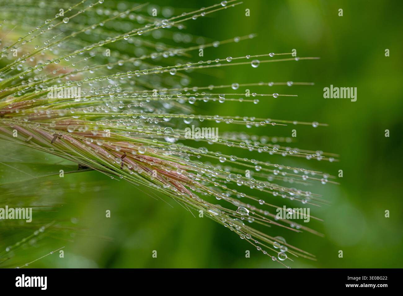 Petites gouttes de rosée matinale sur une épi de blé avec un fond vert flou Banque D'Images