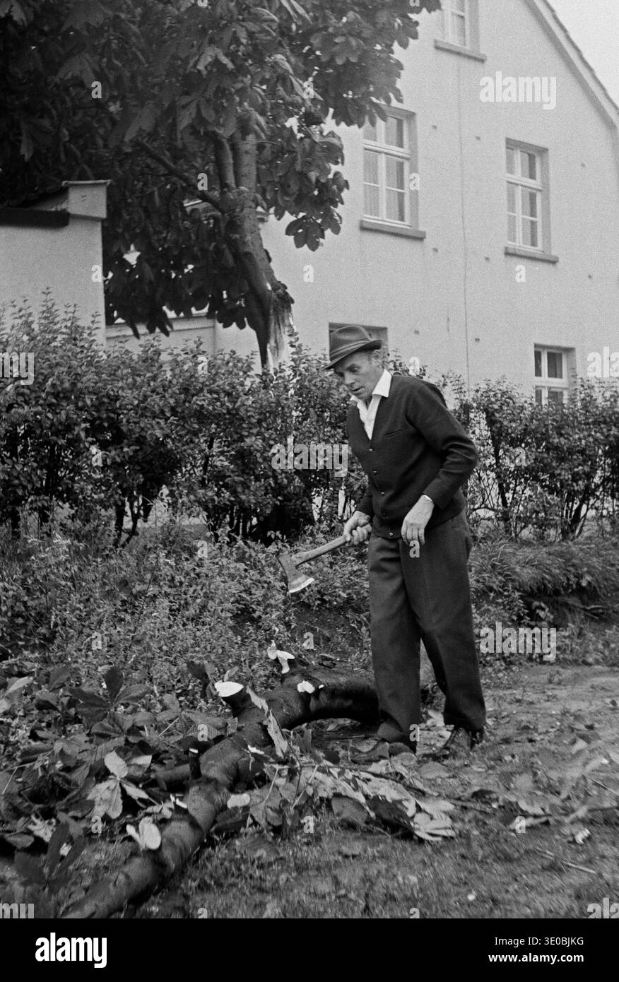 Années soixante, 31.07.1966, Allemagne, personnes, homme de 55 à 60 ans démantelant une grande branche d'un arbre dans un jardin privé qui avait été frappé précédemment Banque D'Images
