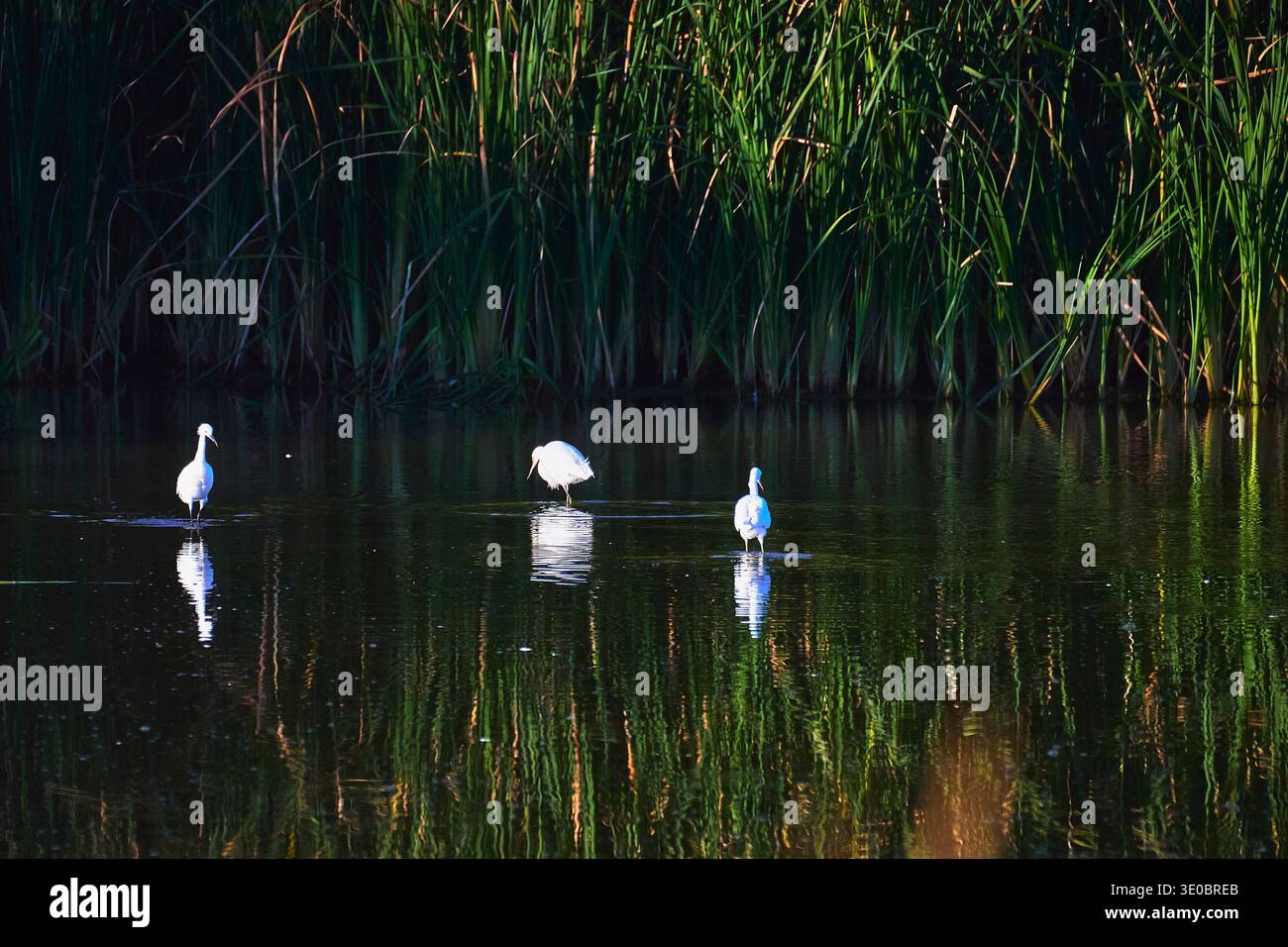 Aigrettes enneigées reflétées dans l'eau calme des zones humides parmi les grands roseaux de la réserve d'observation des oiseaux Banque D'Images