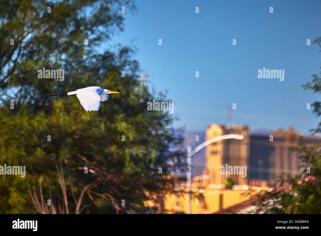 Aigrette enneigée volant dans un cadre naturel urbain avec feuillage vert et paysage urbain Banque D'Images