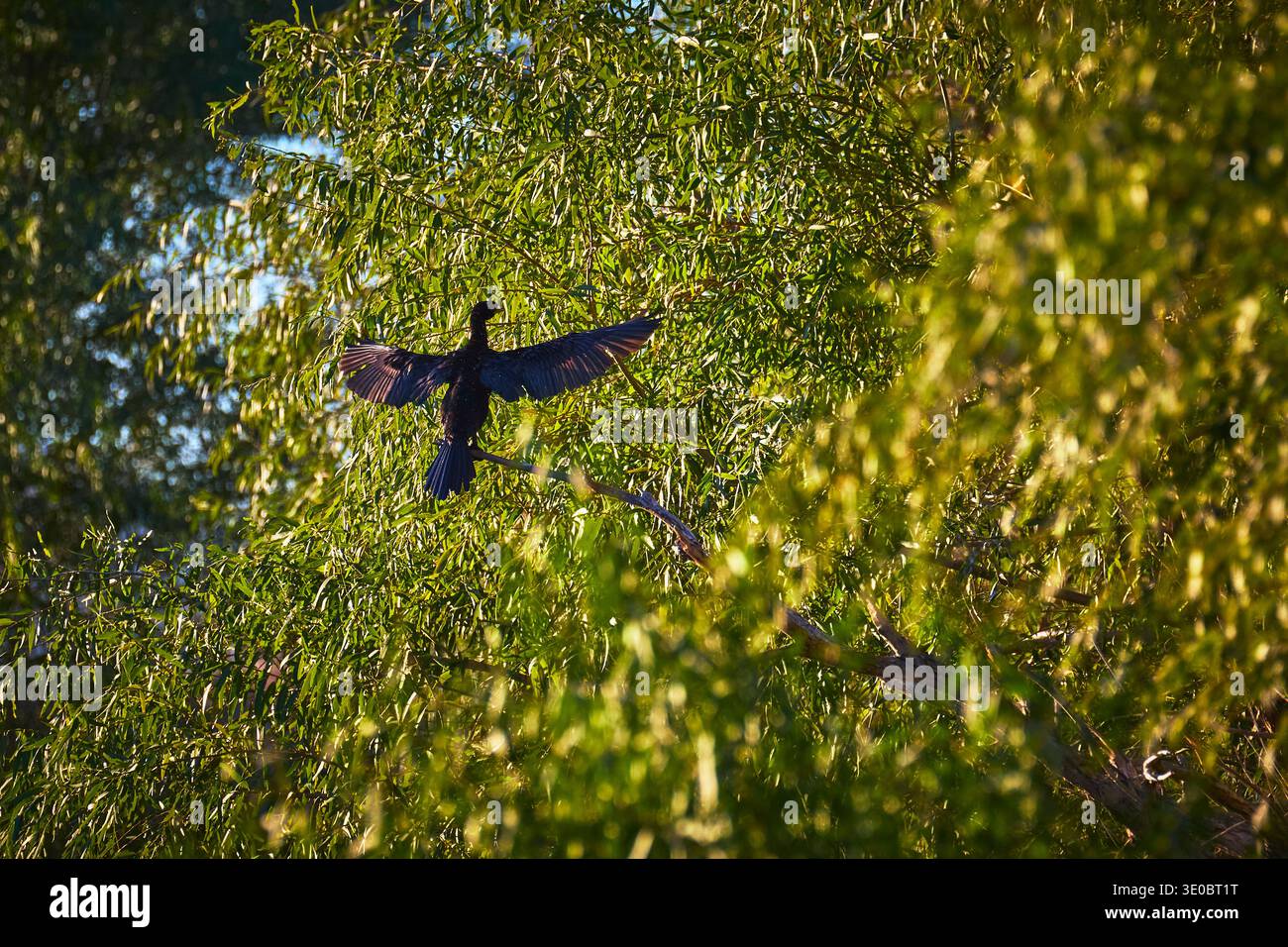 Cormoran néotropique perché dans un feuillage vert ensoleillé avec ailes déployées Banque D'Images