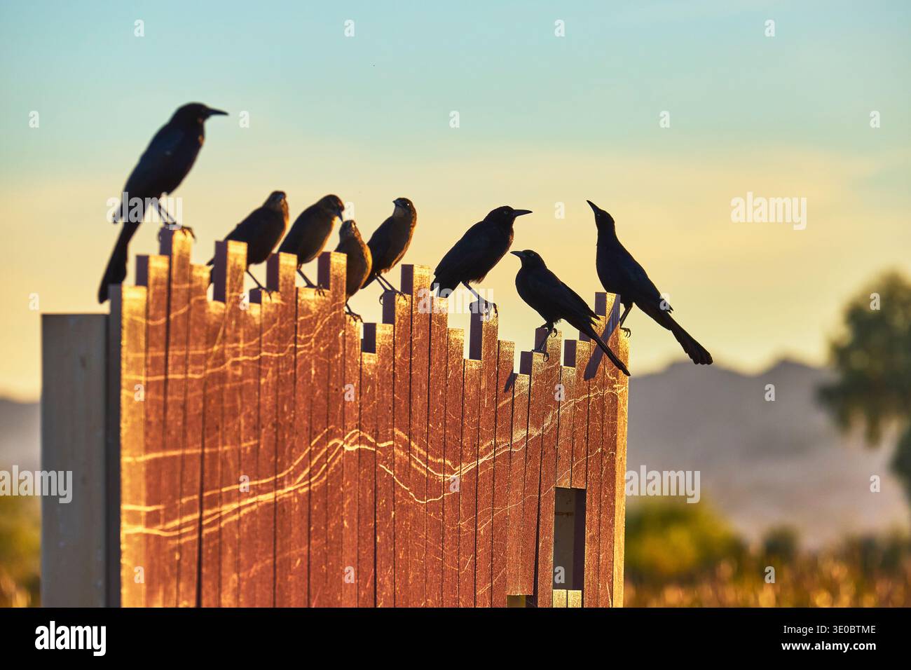 Grackles perchés sur une clôture en bois à Bird Viewing Preserve dans la lumière chaude du soir Banque D'Images