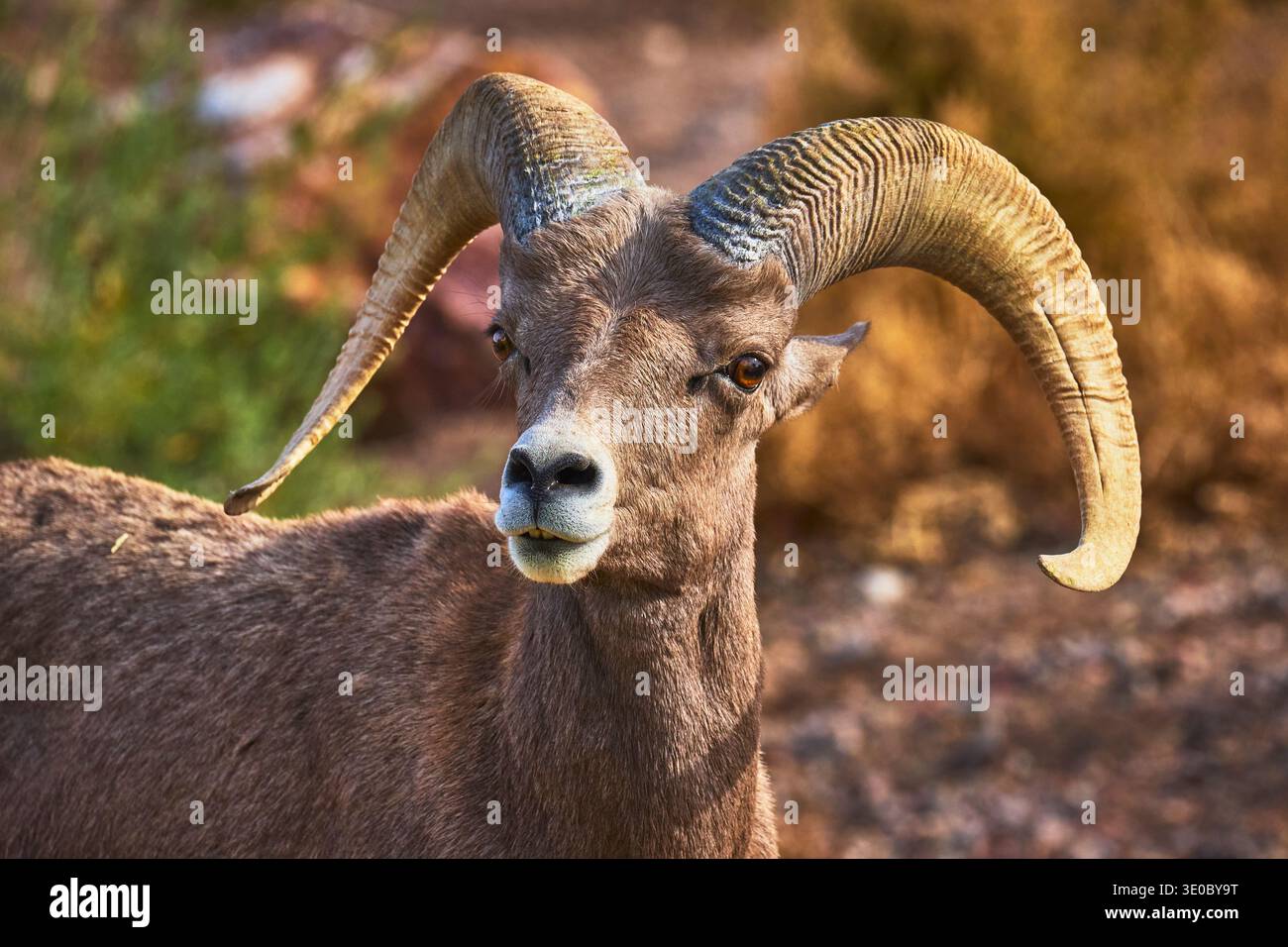 Gros plan sur le mouton Bighorn dans l'habitat naturel avec des cornes courbées et un fond de désert Banque D'Images