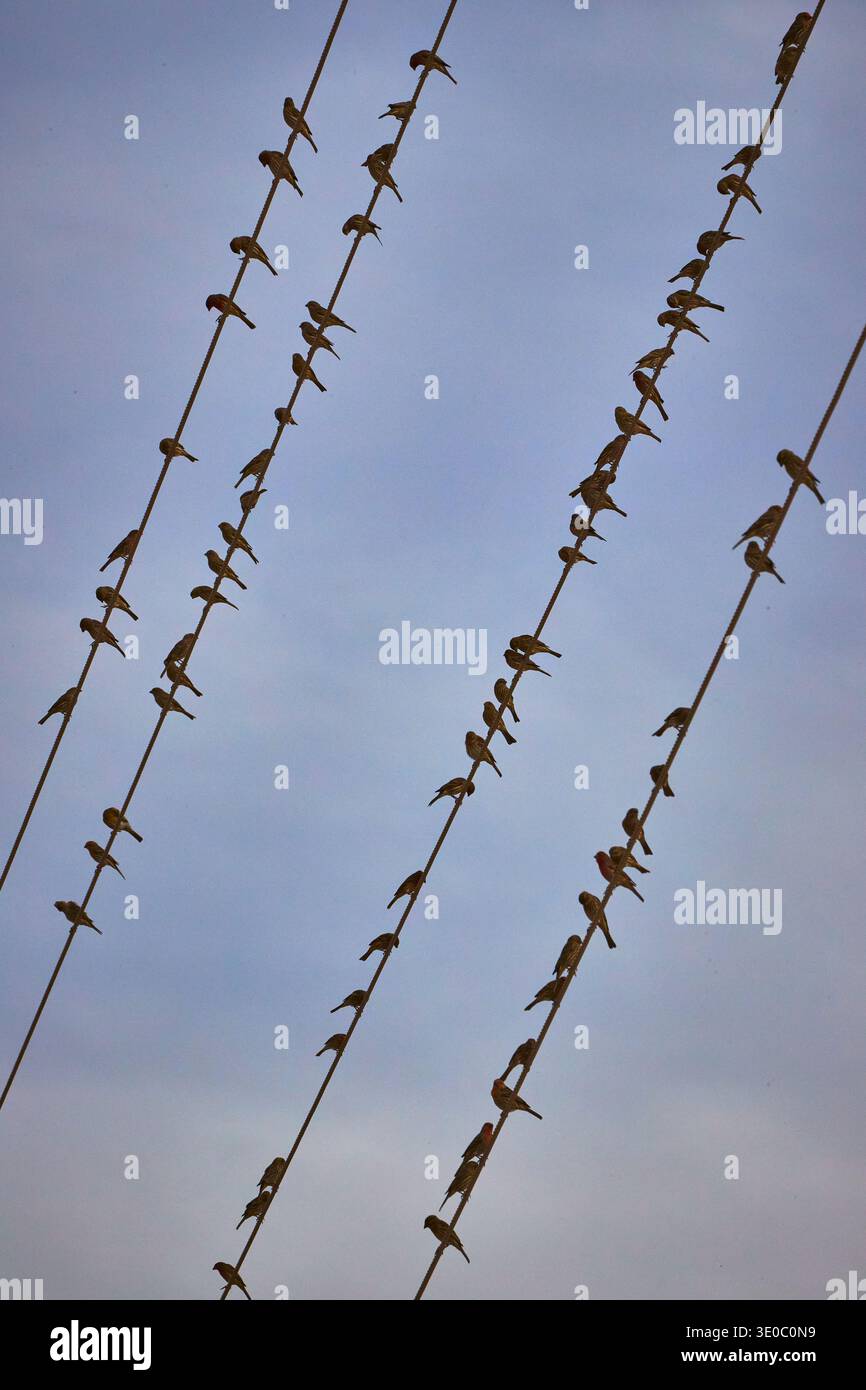Des oiseaux perchés sur des fils électriques contre Soft Sky dans le Nevada Banque D'Images