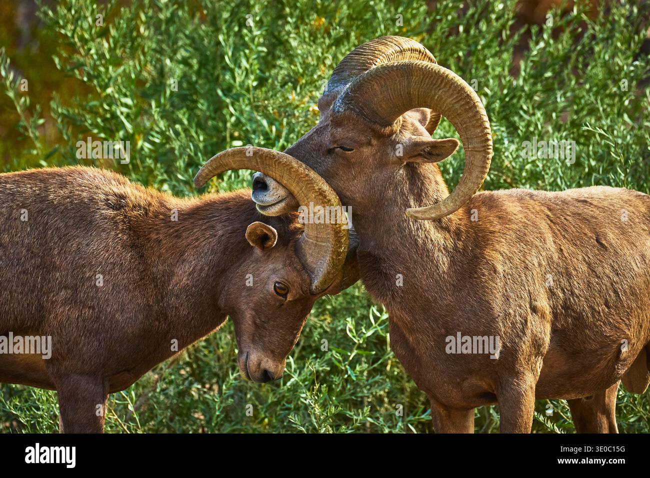 Interaction avec le mouton de la bière gros plan dans Lush Habitat à Hemenway Park Nevada Banque D'Images
