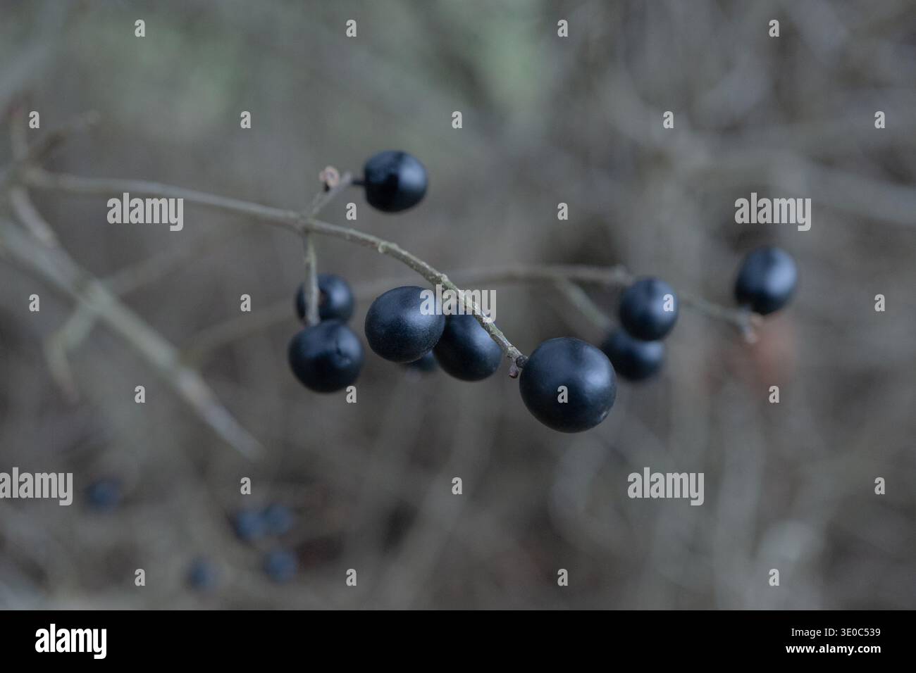 Gros plan de petites baies sauvages noires poussant sur une branche mince avec un fond naturel flou doux, macro bois d'automne. Banque D'Images