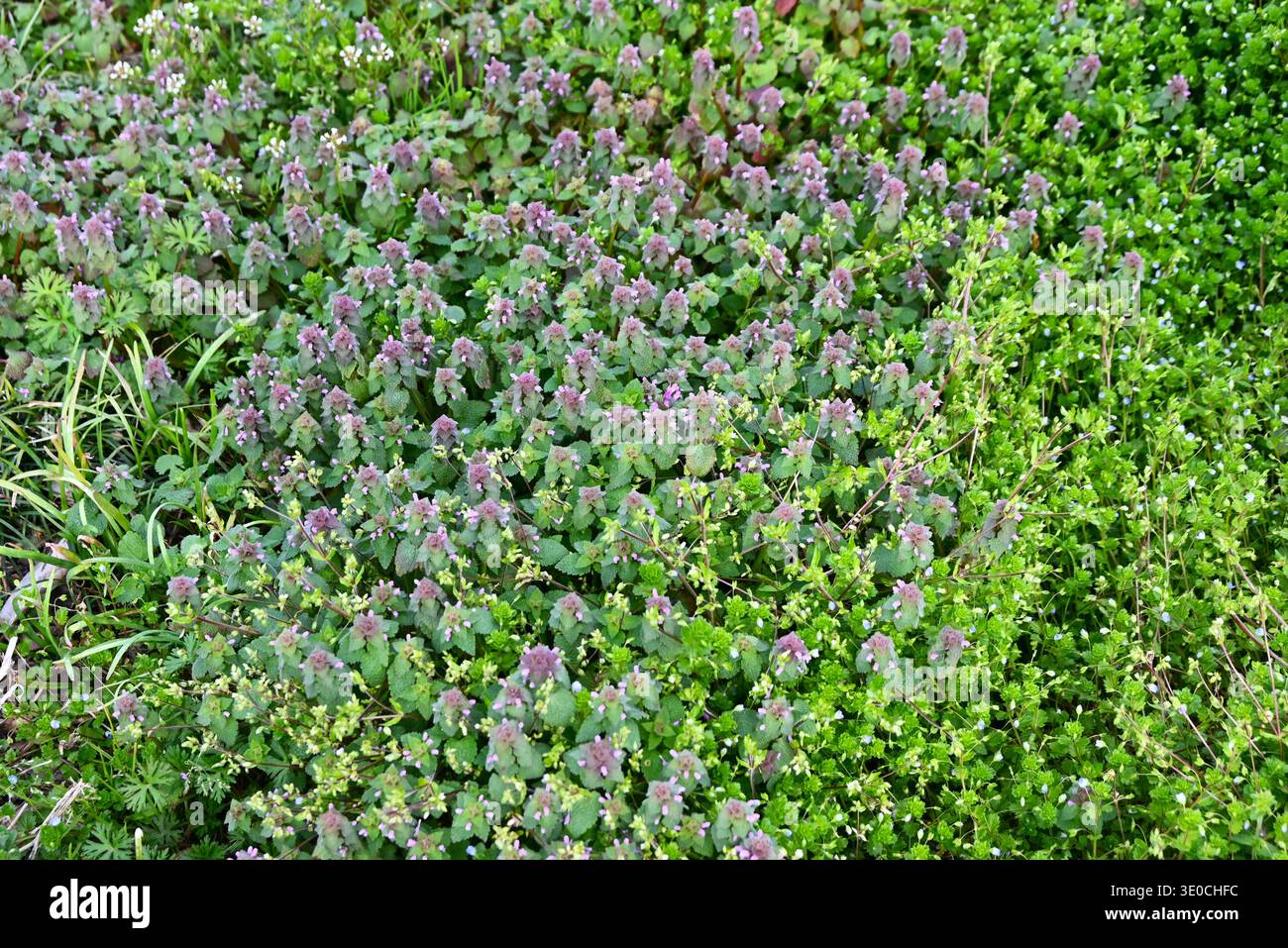 Fleurs d'ortie dorée rouge (Lamium purpureum). Lamiaceae biennale. Les fleurs rougeâtres-violettes en forme de lèvres fleurissent au printemps. Banque D'Images