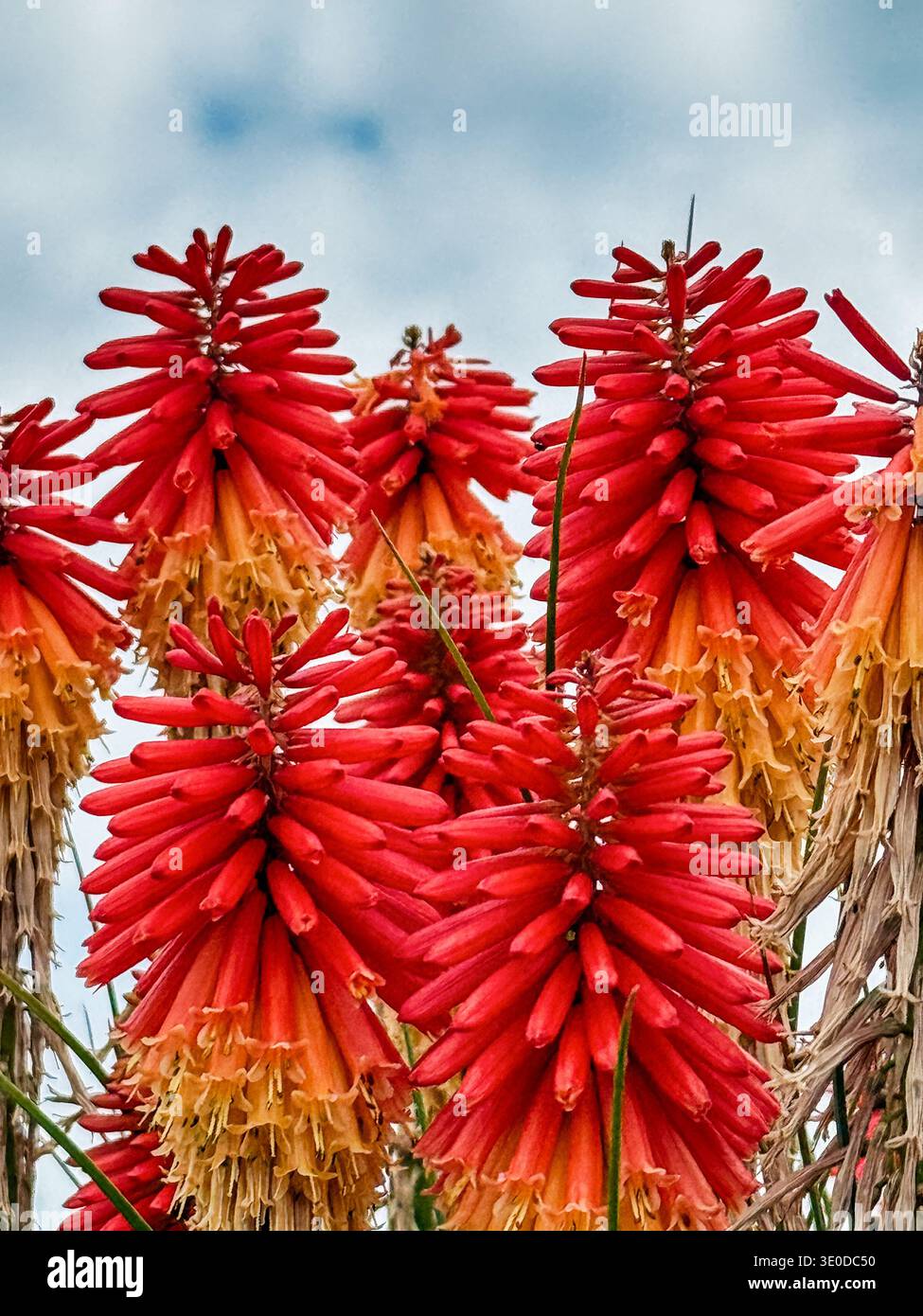 La plante de poker rouge chaude (kniphoria) est caractérisée comme une grande plante à fleurs avec une fleur épaisse qui change de couleur à mesure qu'elle mûrit. Banque D'Images