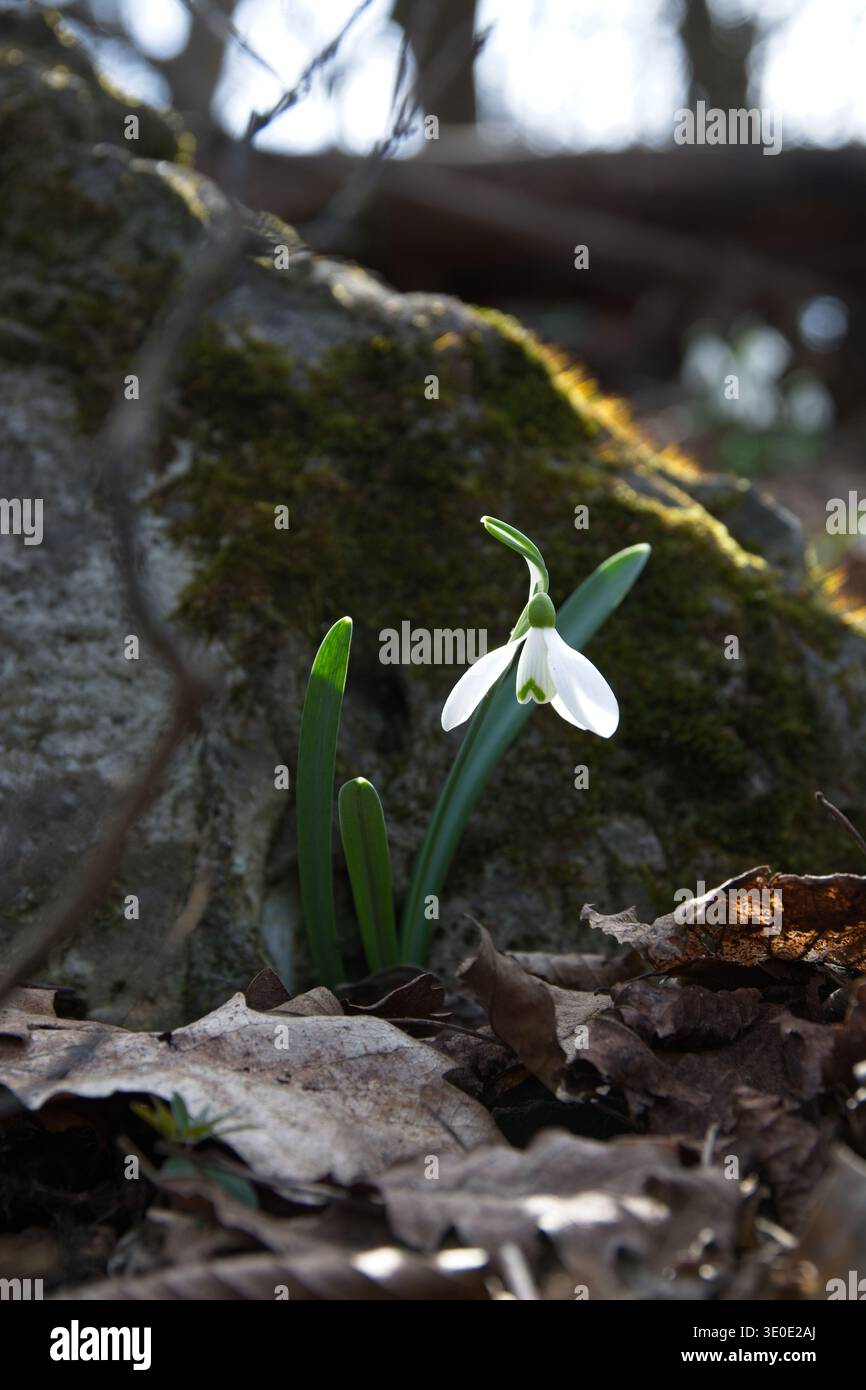 Lièvre commune Galanthus nivalis émergeant de feuilles sèches par une roche moussue dans la forêt de printemps, Nagy-Kevely, Hongrie. Lumière dramatique, fond sombre Banque D'Images