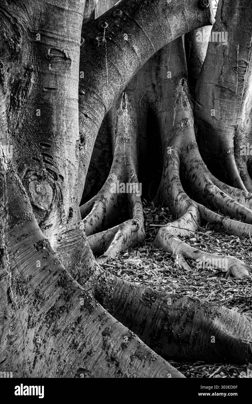 Les majestueux et anciens troncs d'arbres d'énormes figuiers de Moreton Bay avec des racines torsadées . Banque D'Images