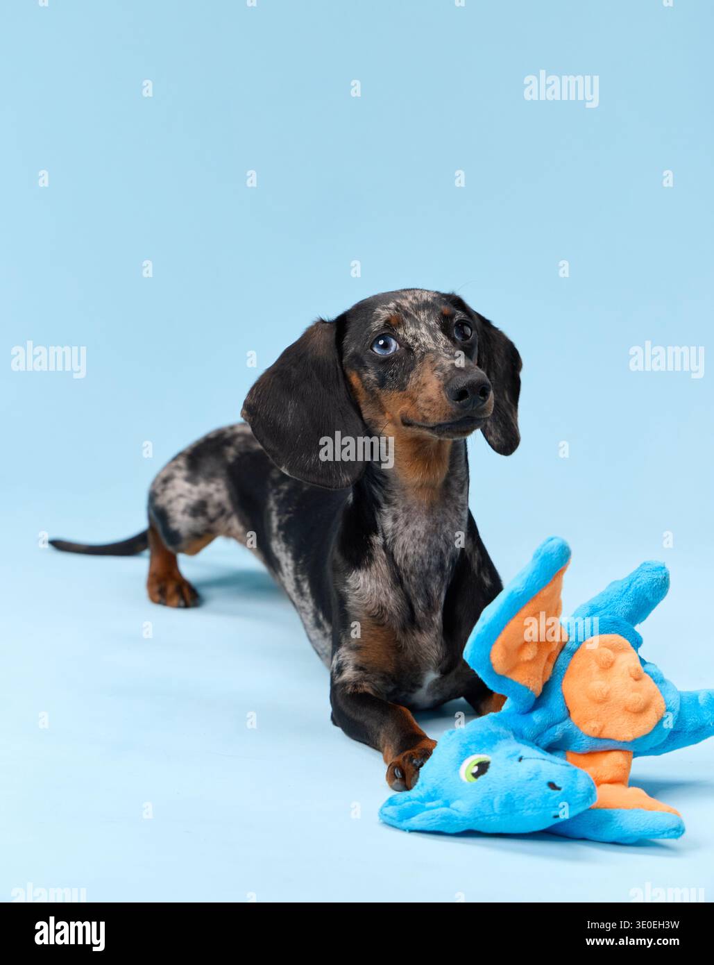 Un teckel est assis près de jouets en peluche colorés sur le sol. Sa patte avant est soulevée comme si elle interagissait avec les objets. Banque D'Images