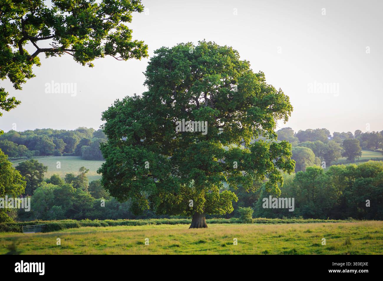 Chêne en pleine feuille en été (partie de la série 1 de 7 chêne à travers les saisons) dans la campagne du Kent, Angleterre Banque D'Images