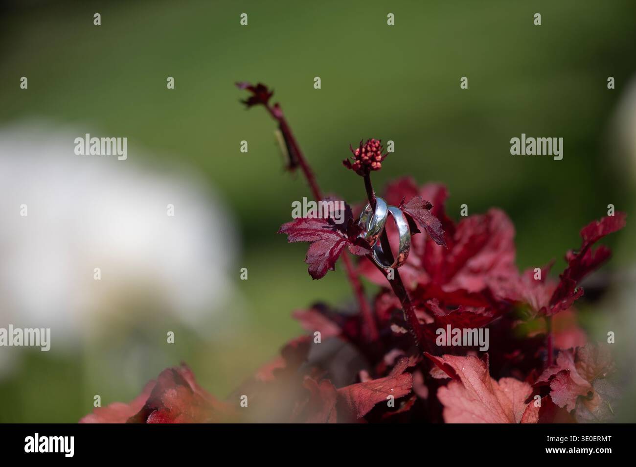 Anneaux de mariage en argent placés sur des feuilles de jardin rouge foncé avec un fond vert doux créant une ambiance romantique calme. Banque D'Images