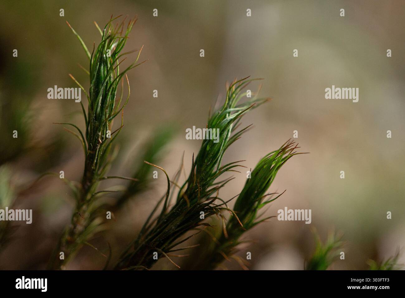 Macro gros plan de mousse de coiffe (Polytrichum) poussant avec des capsules de sporophytes dans un habitat de plancher forestier mousselé. Banque D'Images