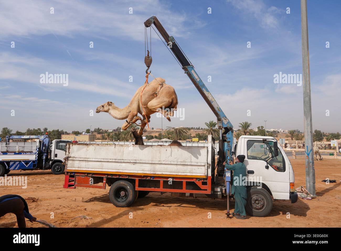Au grand marché de chameaux de Buraida / Buraydah, Arabie Saoudite Banque D'Images