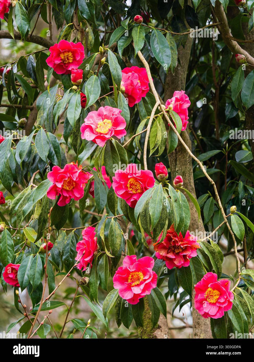 Au début du printemps, floraison semi-double rouge-rose de l'arbuste à feuilles persistantes jusqu'au petit arbre Camellia reticulata Banque D'Images