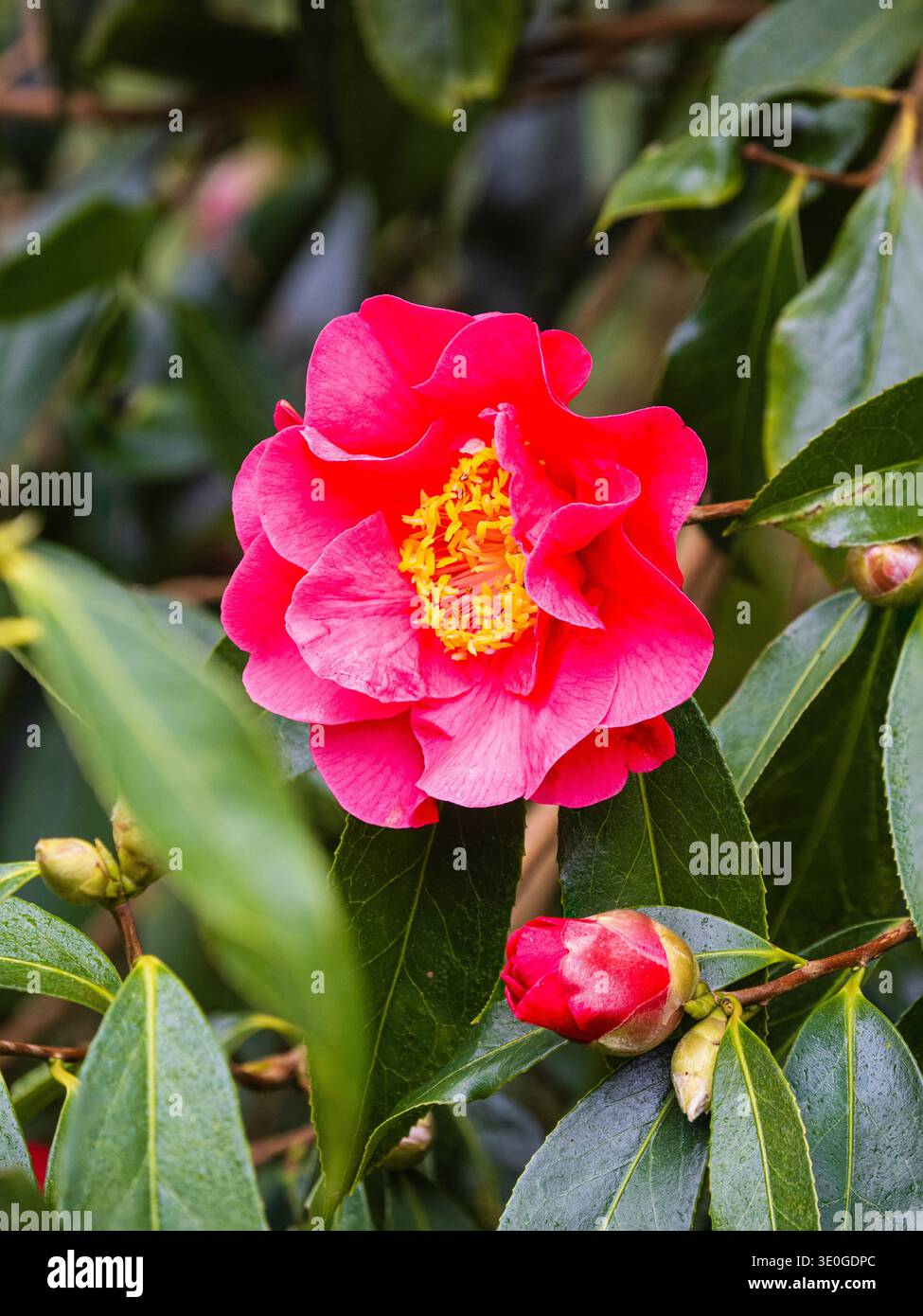 Au début du printemps, floraison semi-double rouge-rose de l'arbuste à feuilles persistantes jusqu'au petit arbre Camellia reticulata Banque D'Images