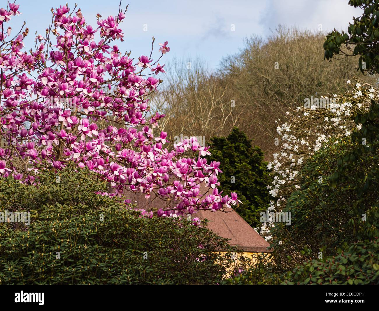 Magnolia rose 'Margaret Helen' et Magnolia x loebneri blanc 'Merrill' en début de fleur de printemps Banque D'Images