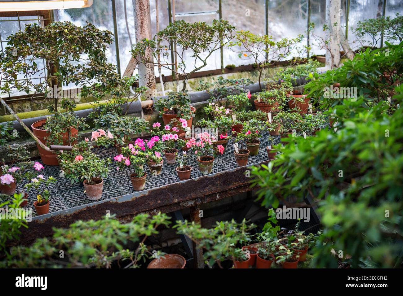 Azalée rouge fleurissant dans la serre. Floraison rhododendron en pot d'argile en serre au printemps Banque D'Images
