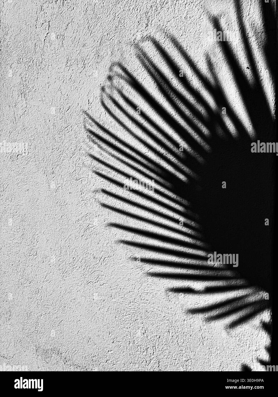 Gros plan noir et blanc spectaculaire d'une ombre de feuille de palmier projetée sur une surface murale texturée Banque D'Images