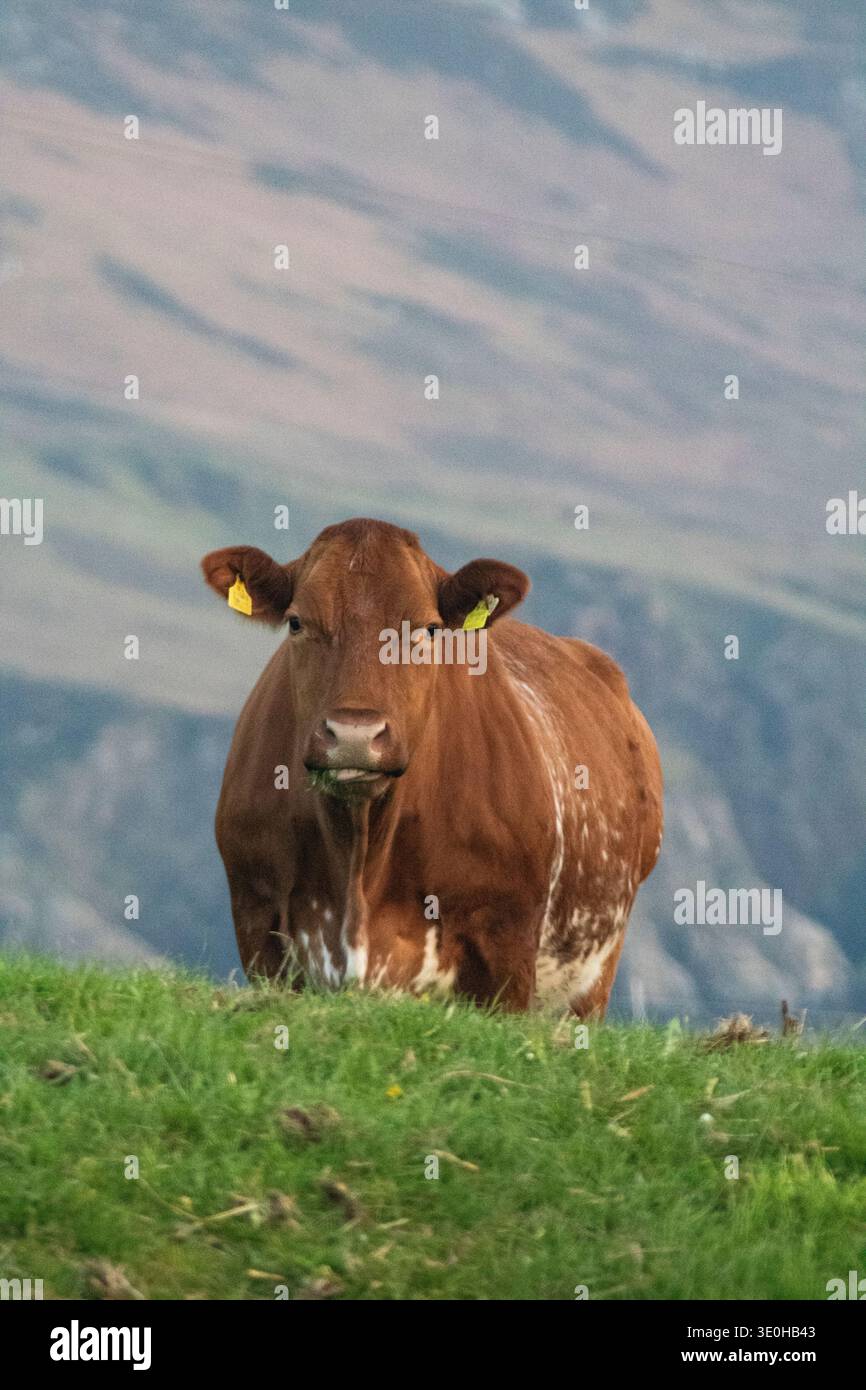 Vache brune debout sur une colline herbeuse dans le comté rural de Donegal, Irlande. Banque D'Images