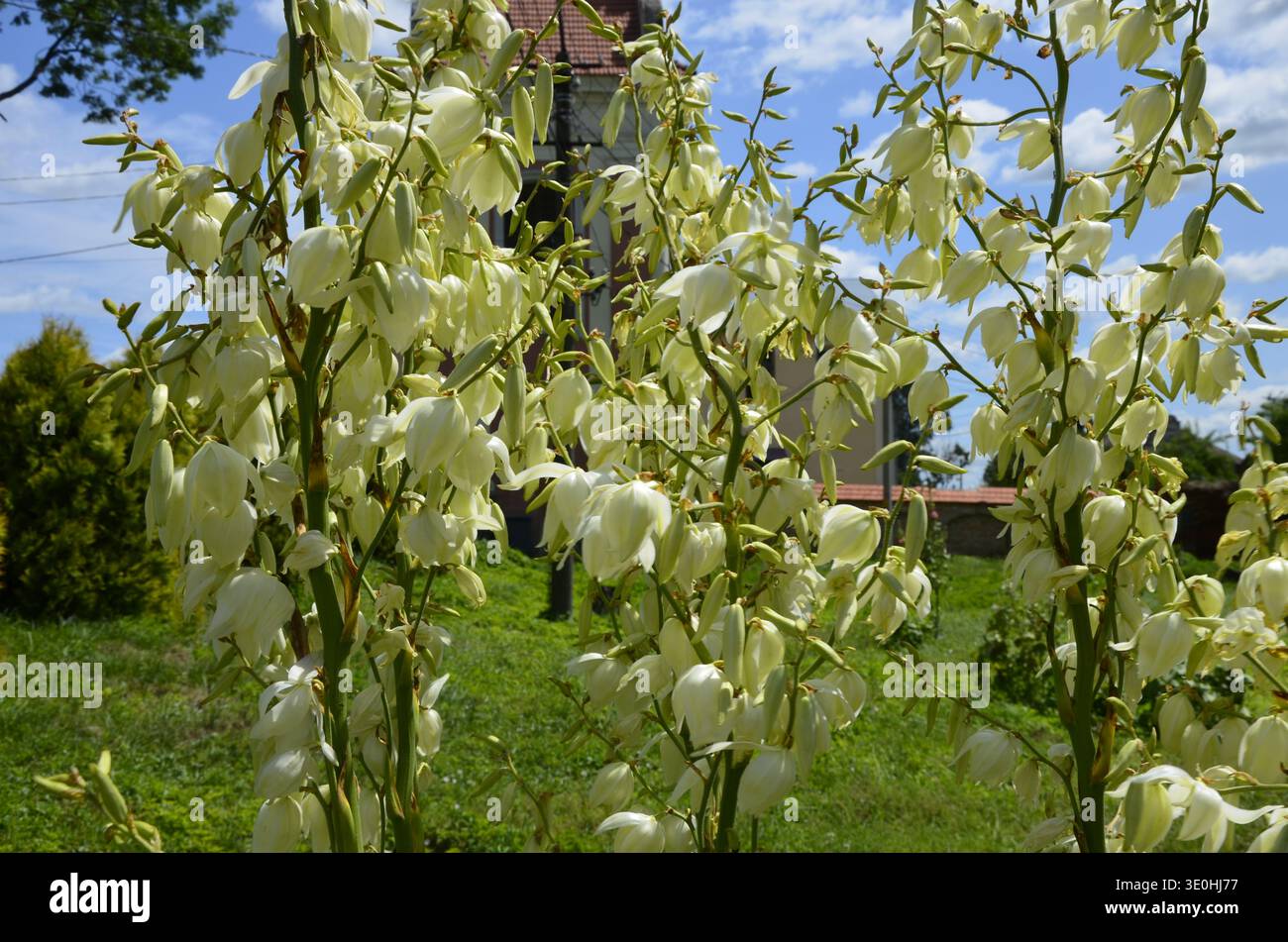 Blanc Yucca filamentosa fleurs de brousse, les autres noms incluent aiguille Adams, yucca commun, baïonnette espagnole, ours-herbe, aiguille-palmier, soie-herbe, et cuillère- Banque D'Images