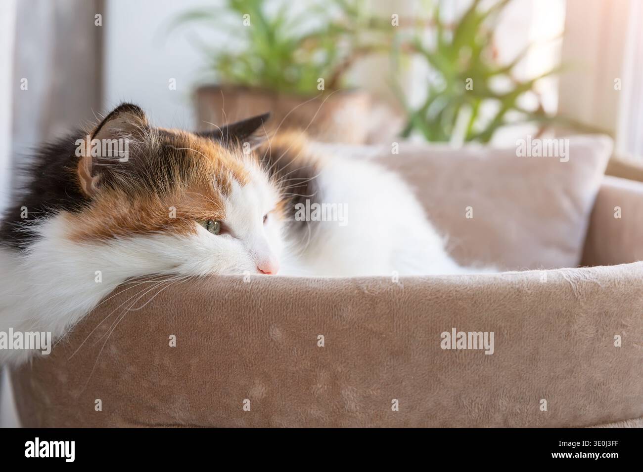 Chat calico moelleux couché calmement dans un lit moelleux sous la douce lumière du matin. Atmosphère chaleureuse et posture détendue expriment la tranquillité, le confort domestique et Banque D'Images