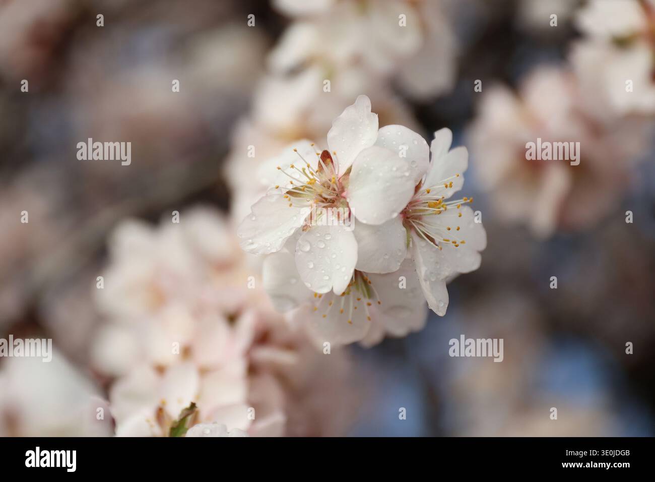 Photo en gros plan d'une branche de fleur d'amande avec des fleurs blanches avec des gouttes de pluie sur eux après la pluie contre un ciel bleu doux un jour de printemps Banque D'Images