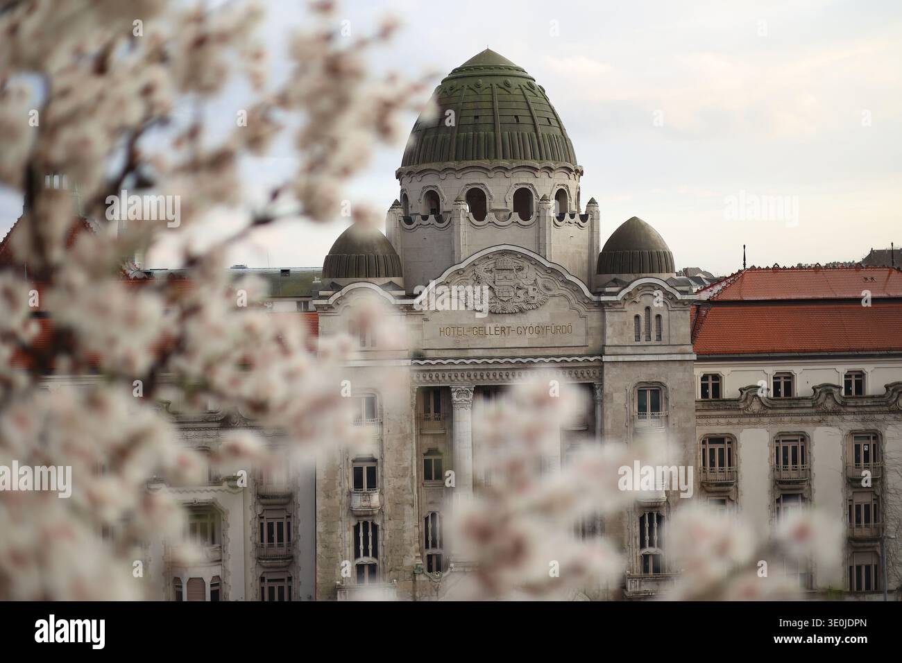 Le célèbre amandier fleurit sur la colline de Gellért à Budapest, Hongrie avec le bain thermal de Gellért et l'hôtel en arrière-plan au début du printemps Banque D'Images