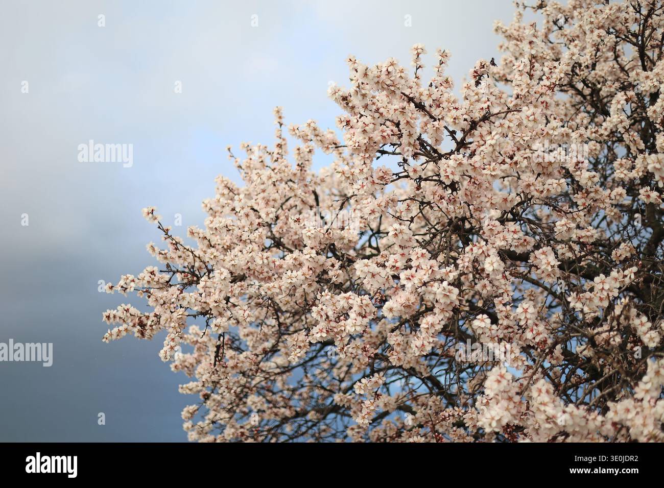 Amandiers fleurissant sur la colline de Gellért à Budapest, Hongrie au début du printemps Banque D'Images