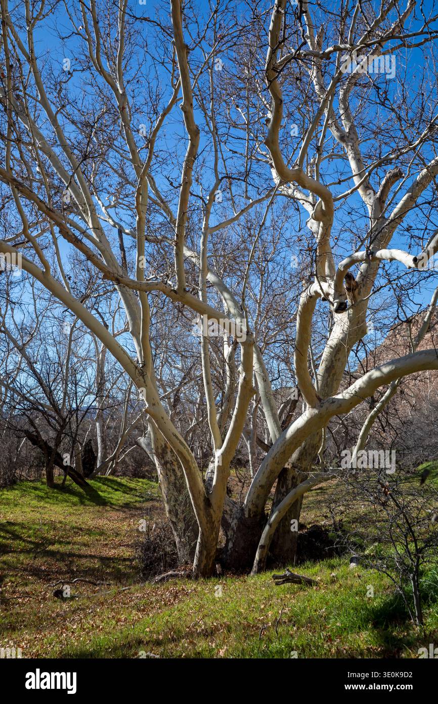 Camp Verde, Arizona - un Sycamore de l'Arizona (Platanus wrightii) au château de Montezuma, une demeure falaise construite par le peuple Sinagua entre 1100 et 1300. Banque D'Images