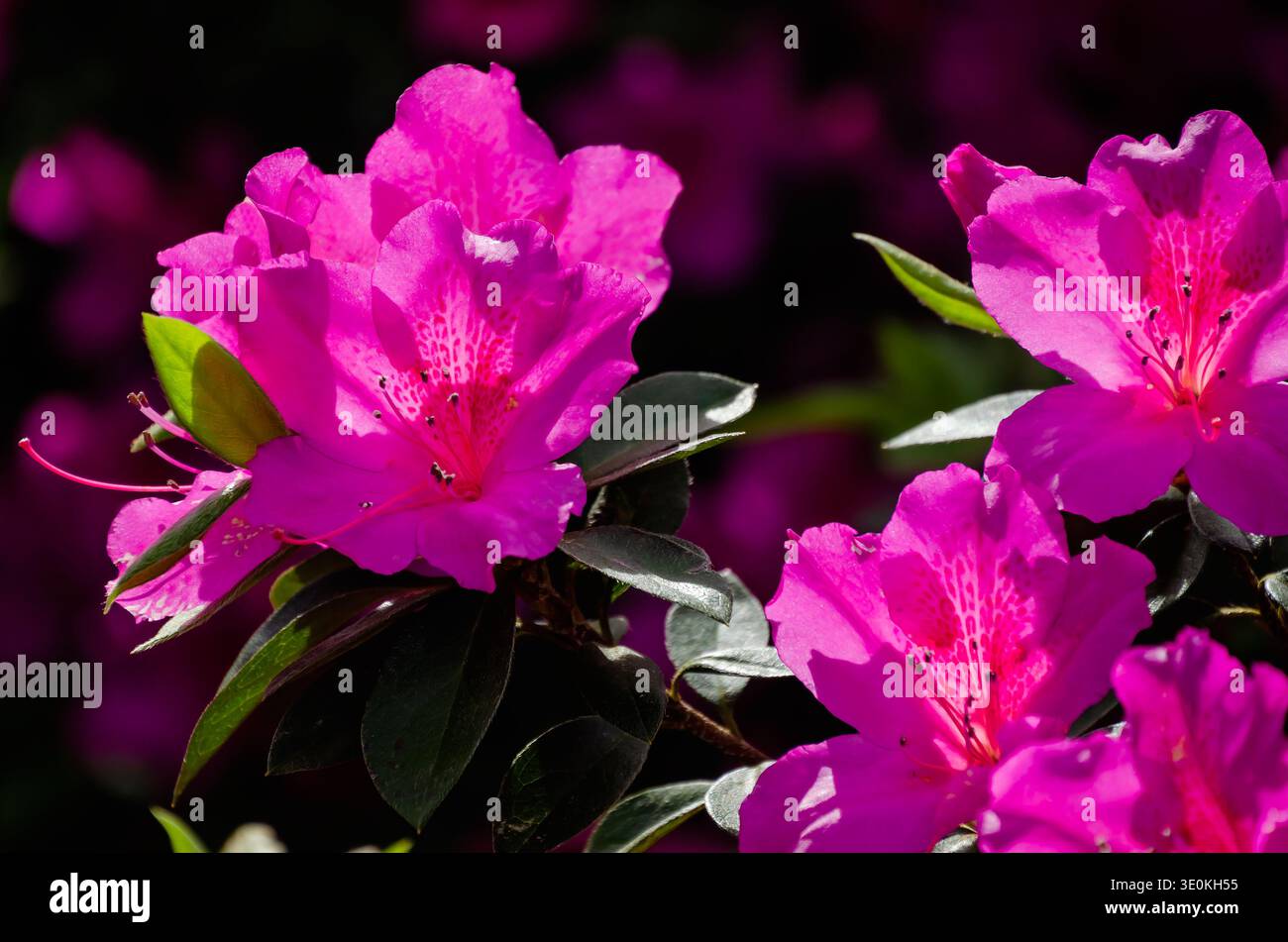 Les azalées indiennes (Rhododendron indicum) fleurissent au jardin japonais Charles Wood, le 16 mars 2024, à Mobile, Alabama. Banque D'Images