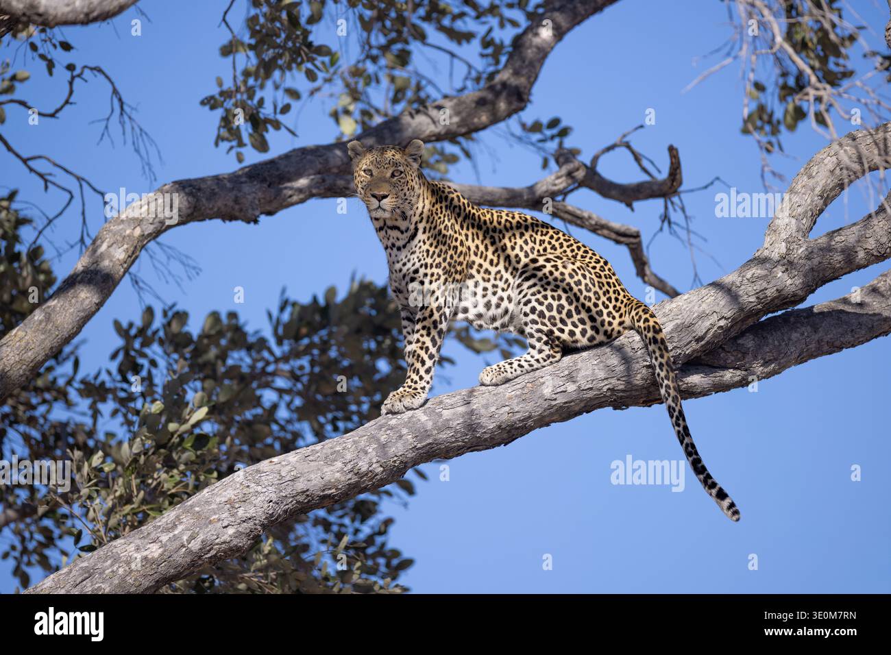 Léopard africain (Panthera pardus) perché haut sur une branche d'arbre. Prédateur insaisissable dans son habitat naturel à Savuti, Botswana. Banque D'Images
