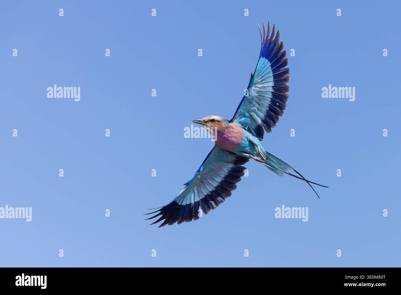 Rouleau vibrant au sein de lilas (Coracias caudatus) en plein vol avec des ailes déployées contre un ciel bleu, rivière Chobe, Botswana. Tir d'oiseau d'action. Banque D'Images