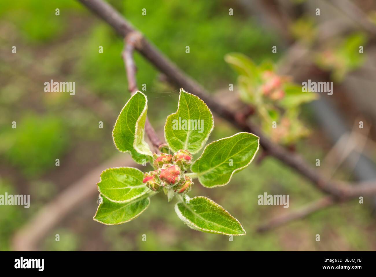 Pommier en floraison au printemps, feuilles délicates de pommier et bourgeons roses sur la branche d'arbre dans le jardin. Banque D'Images