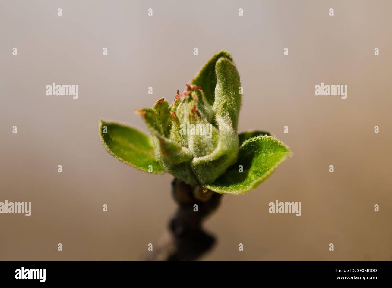 Plan macro d'un bourgeon de pommier s'ouvrant au début du printemps, montrant des feuilles vertes floues et un soupçon de fleurs roses. Banque D'Images