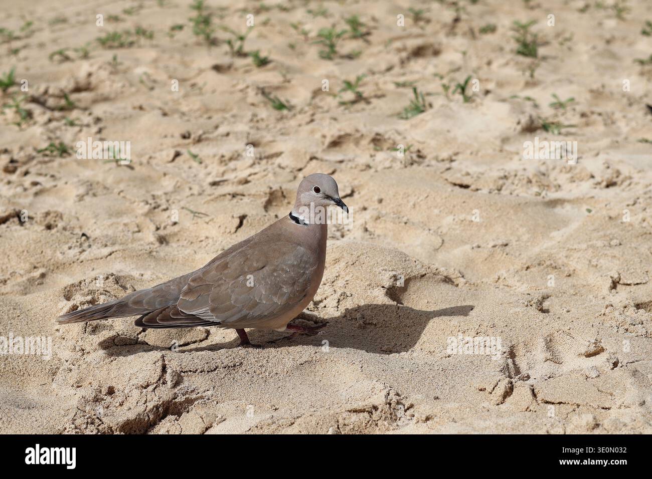 Un pigeon de bois est assis sur la plage de sable et regarde dans la caméra Banque D'Images