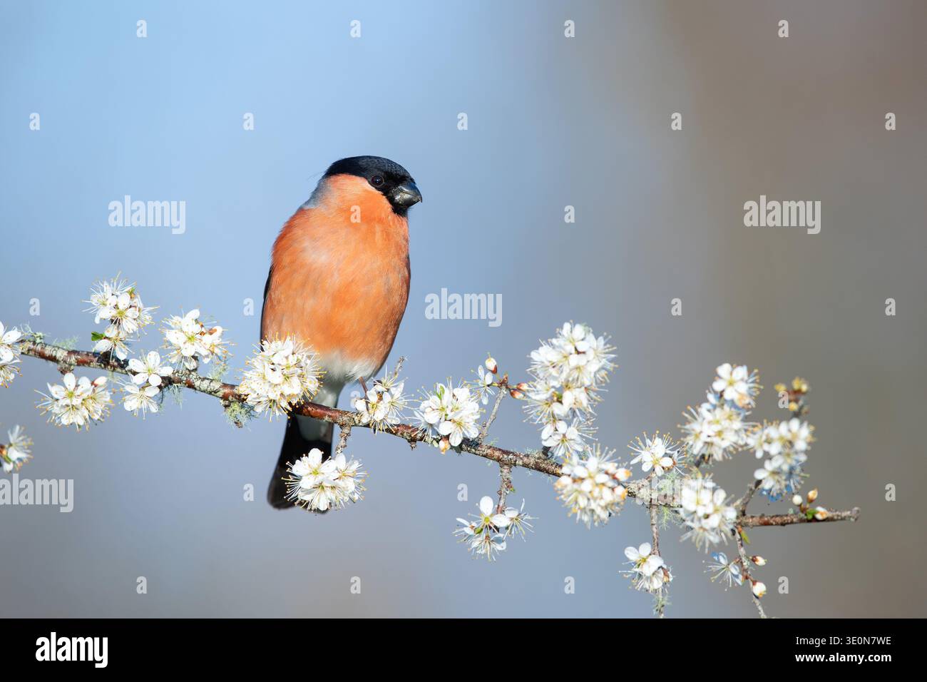 Bullfinch ; Pyrrhula pyrrhula ; mâle sur Blackthorn Blossom ; Royaume-Uni Banque D'Images