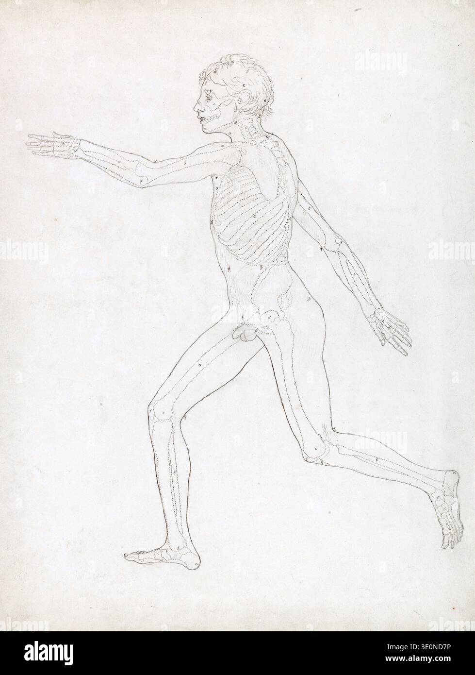 Cette étude anatomique de 1795 par George Stubbs représente une figure humaine masculine dans une pose dynamique, avec des os et une musculature partielle soulignés par des lignes pointillées et étiquetés. Stubbs, connu pour ses anatomies animales et humaines détaillées, présente une exploration académique de la structure du corps, caractéristique de son style de dessin. Banque D'Images