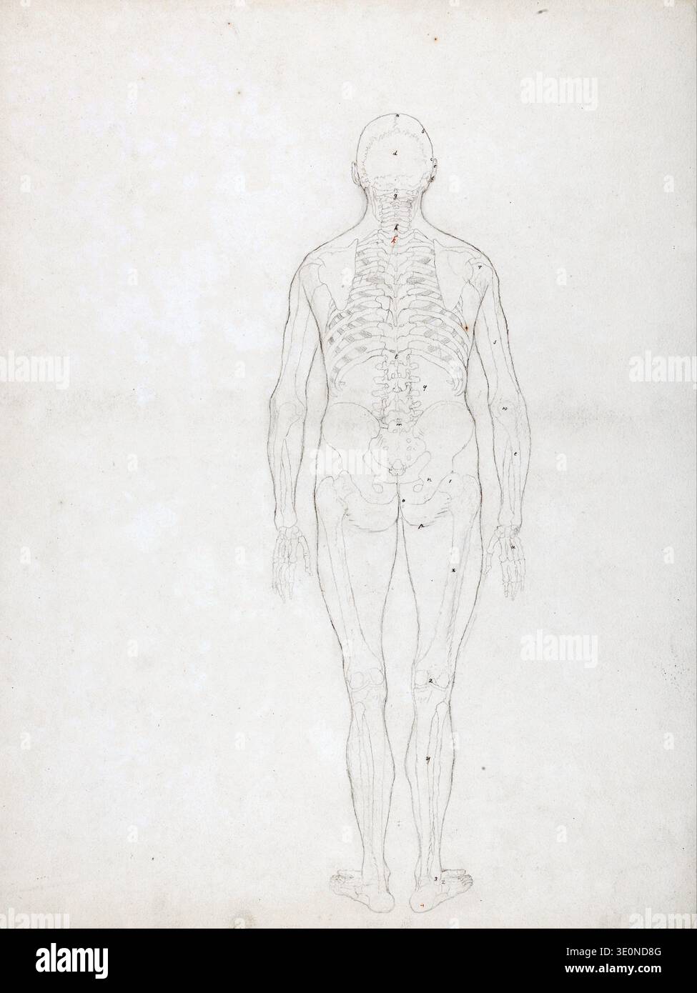 Ce dessin anatomique détaillé, créé par George Stubbs à la fin du XVIIIe siècle, peut-être vers 1770-1790, illustre la structure musculo-squelettique humaine de la vue postérieure. Il fait probablement partie de son vaste travail, 'A comparative Anatomical exposition of the structure of the Human Body with That a Tiger and a Common Fowl', mettant en valeur son étude scientifique et artistique méticuleuse. Banque D'Images