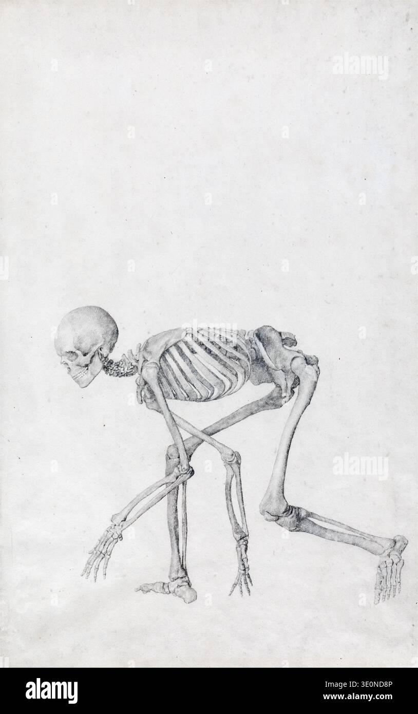 Cette illustration anatomique de 1795 par George Stubbs représente le squelette d'un tigre accroupi, détaillé avec une précision scientifique. Une partie de son travail exhaustif « Une exposition anatomique comparée de la structure du corps humain avec celle d'un tigre et d'une volaille commune », il met en évidence sa profonde compréhension de l'anatomie animale et sert d'exemple significatif d'illustration scientifique de la fin du XVIIIe siècle. Banque D'Images